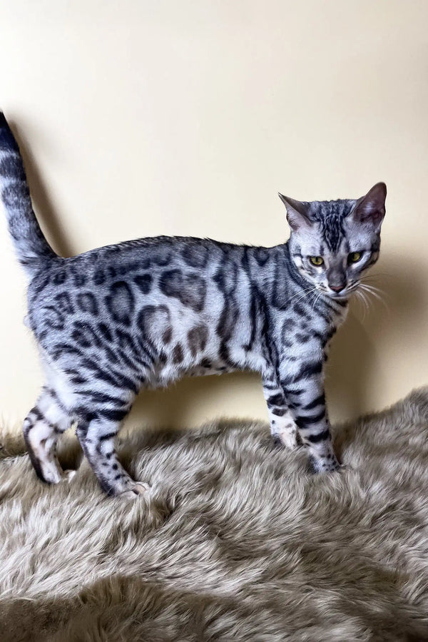 Silver Bengal cat showcasing Uiliam Bengal Kitten product for pet lovers