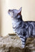 Silver Bengal cat with cool striped markings in Uiliam Bengal Kitten product