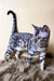 Silver Bengal cat from Uiliam Bengal Kitten, perfect for feline lovers