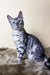 Cute Silver Tabby Cat featured in Uiliam Bengal Kitten product image