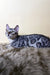 Spotted gray Bengal cat from Uiliam Bengal Kitten collection, super cute and playful