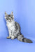 Uiliam | maine coon kitten