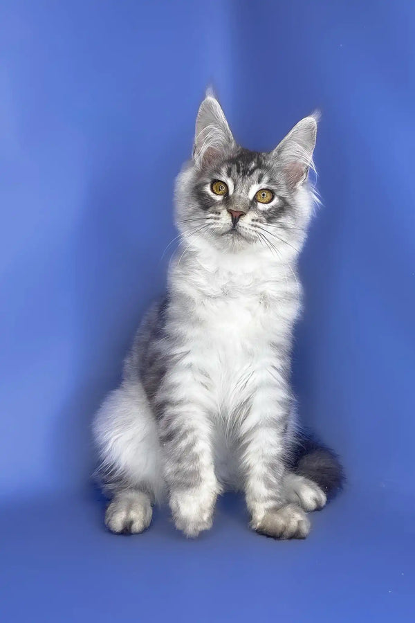 Uiliam | maine coon kitten