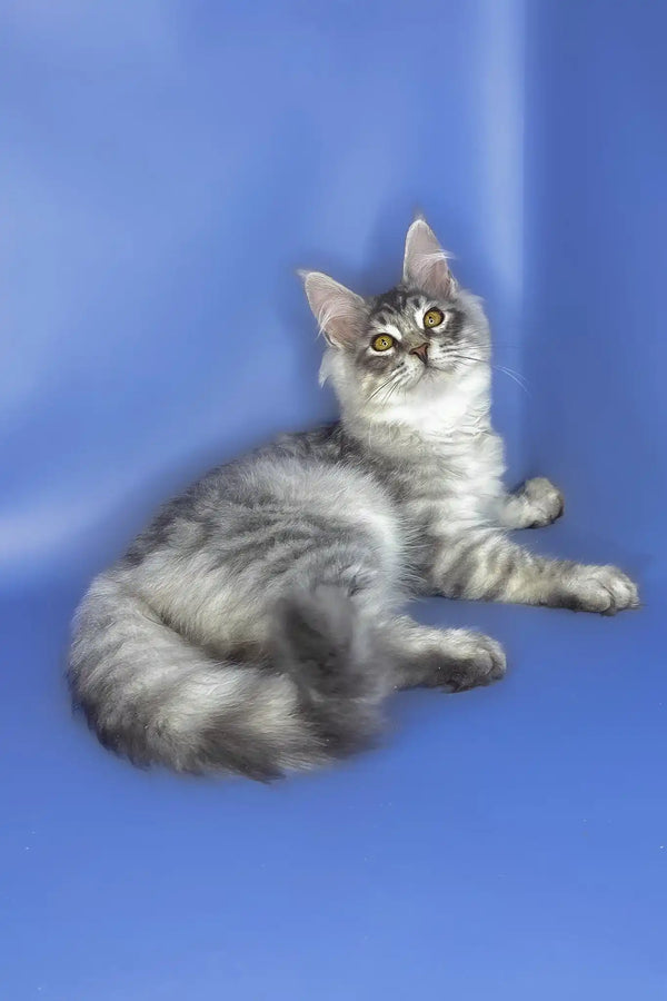 Uiliam | maine coon kitten