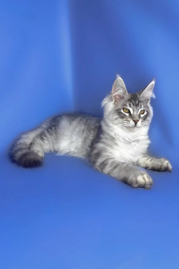Uiliam | maine coon kitten