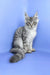 Uiliam | maine coon kitten