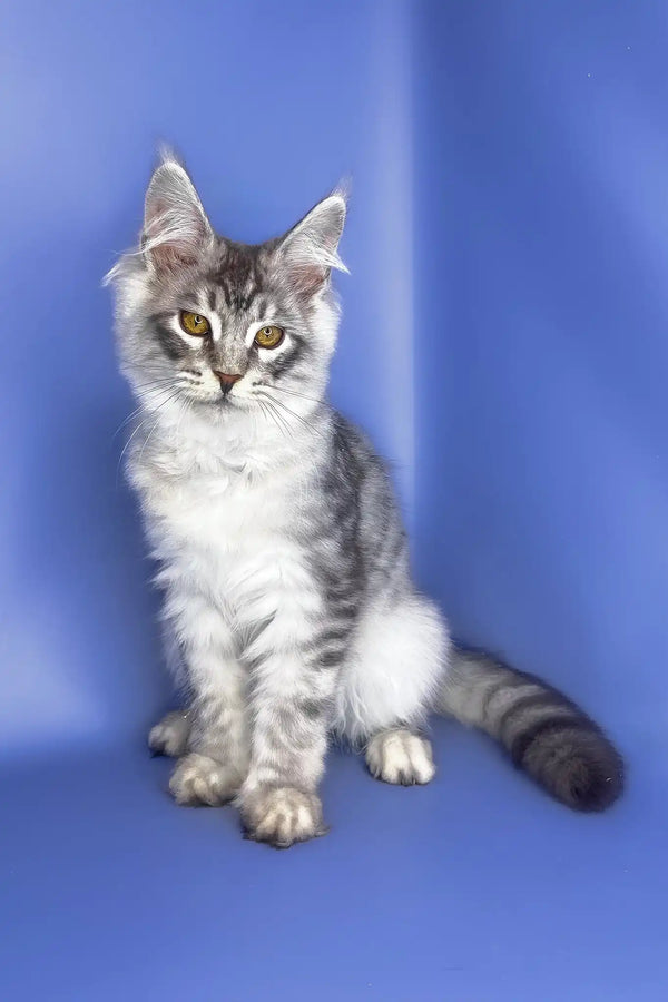 Uiliam | maine coon kitten