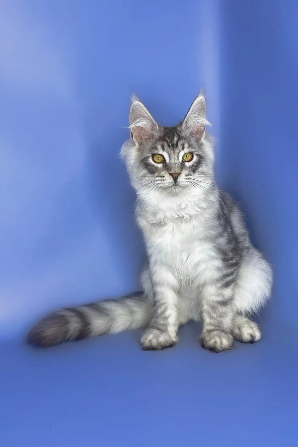 Uiliam | maine coon kitten