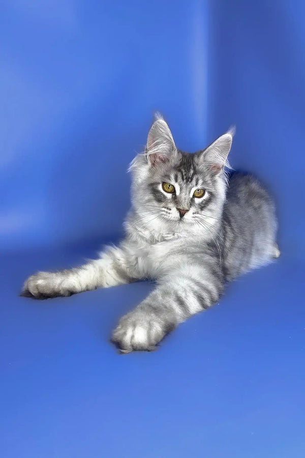 Uiliam | maine coon kitten
