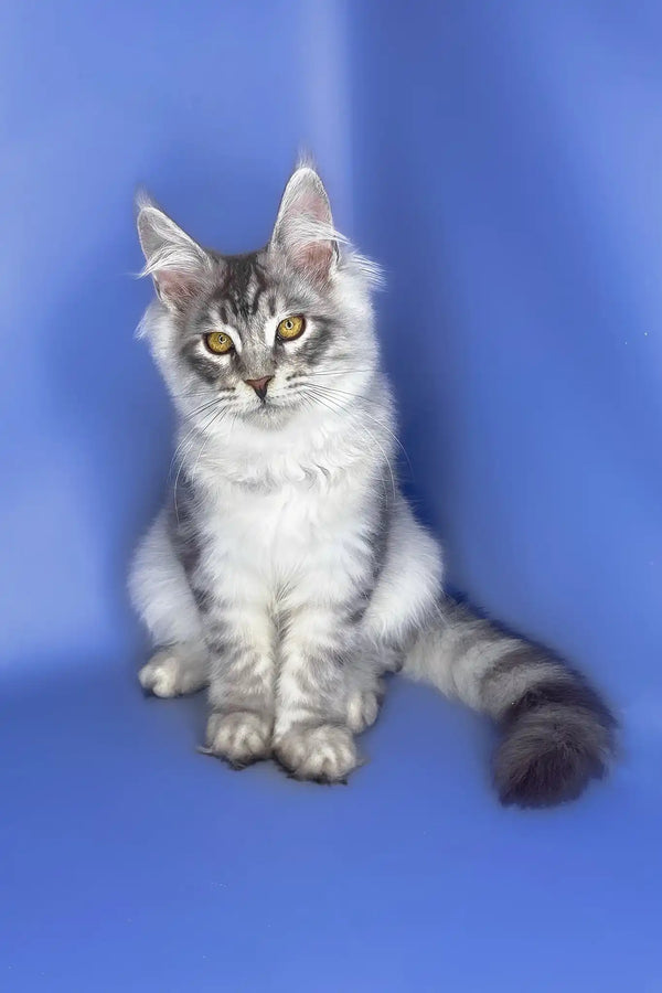 Uiliam | maine coon kitten