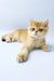 Uinston | british shorthair kitten