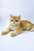 Uinston | british shorthair kitten