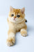 Uinston | british shorthair kitten