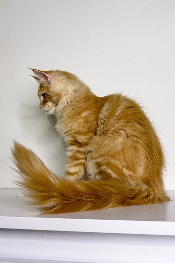 Fluffy Maine Coon kitten with a bushy tail sitting pretty on a surface