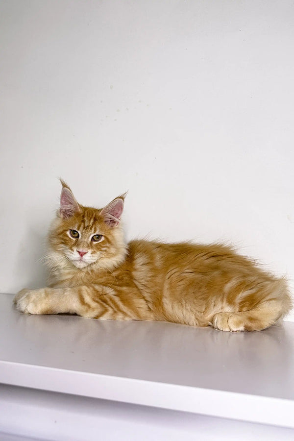 Orange and white Maine Coon cat lounging, perfect for Ukko Maine Coon Kitten lovers