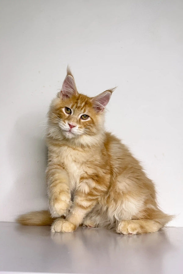 Fluffy orange and white Maine Coon kitten sitting upright, perfect for Ukko product