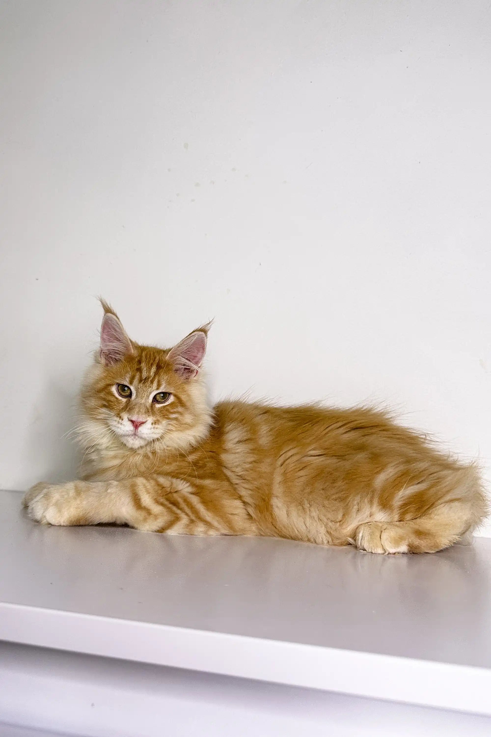 Maine Coon Kittens for Sale Ukko | Kitten