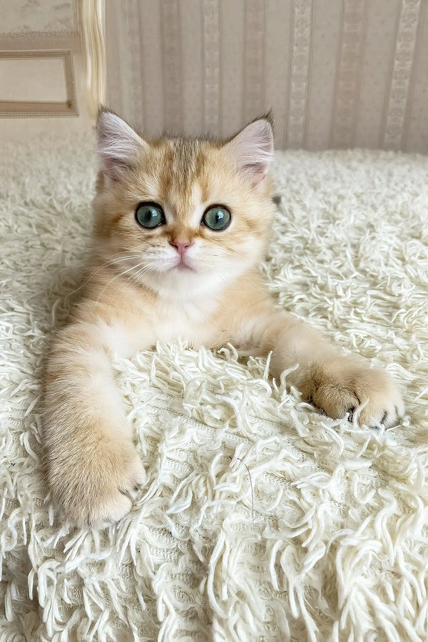 Ulan | british shorthair kitten