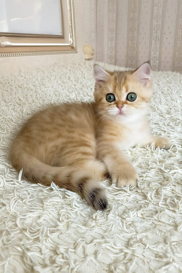 Ulan | british shorthair kitten
