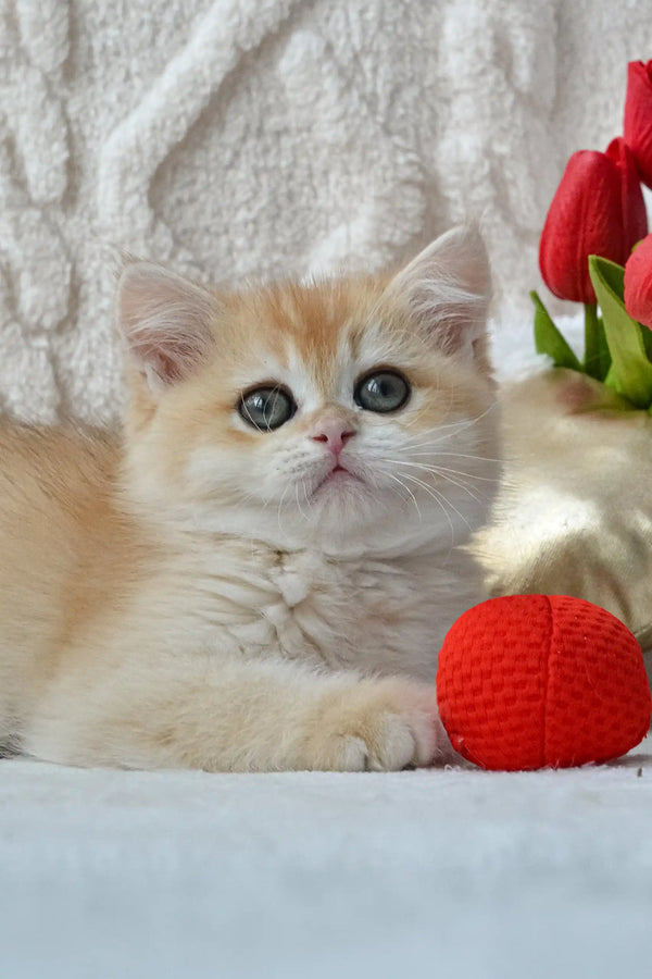Cute golden kitten from Ulan, the adorable British Shorthair breed