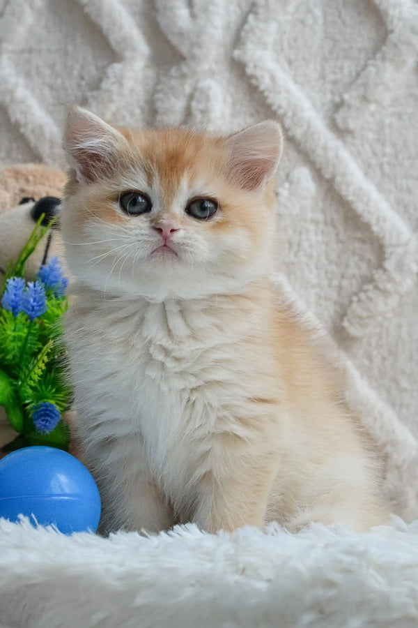 Fluffy golden Ulan British Shorthair kitten looking adorable and playful