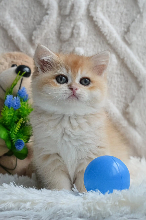 Fluffy golden kitten from Ulan British Shorthair Kitten product collection