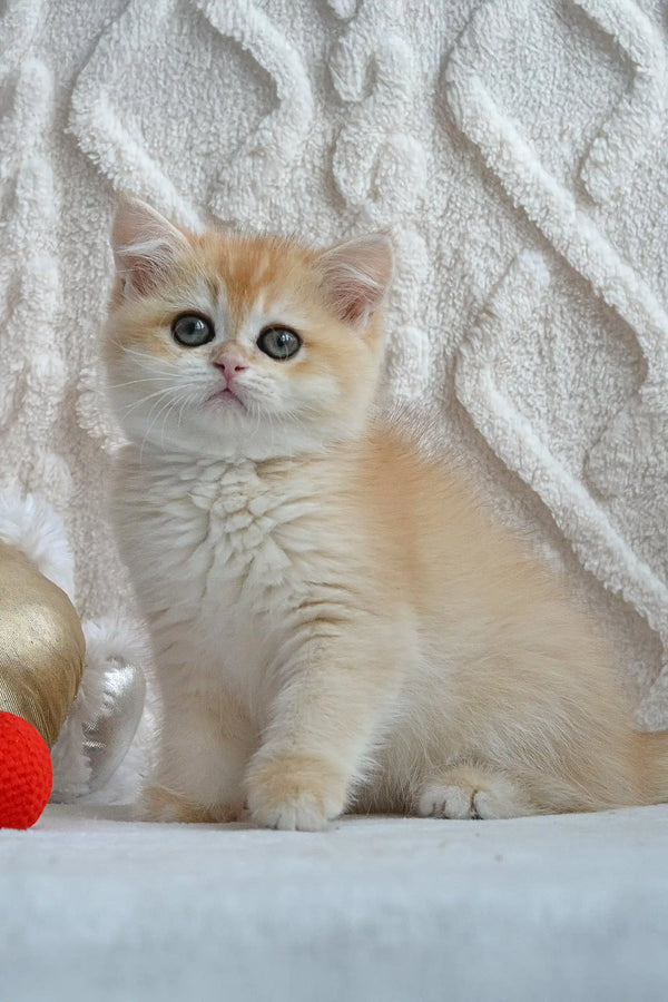 Cute Golden British Shorthair kitten named Ulan for a perfect playful companion
