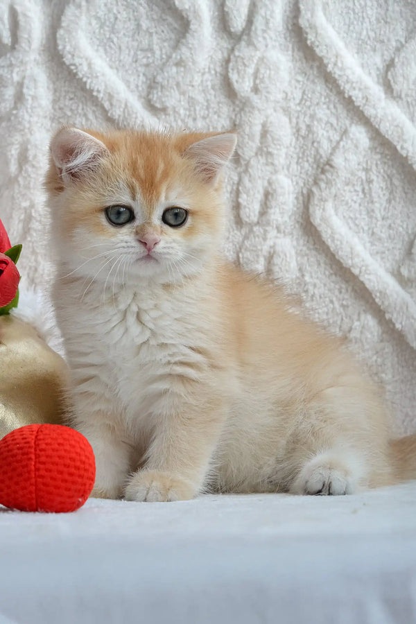 Cute Golden British Shorthair kitten featured in Ulan British Shorthair Kitten product