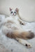 Fluffy Ularia Oraland Siberian Kitten with blue eyes lounging on a soft surface