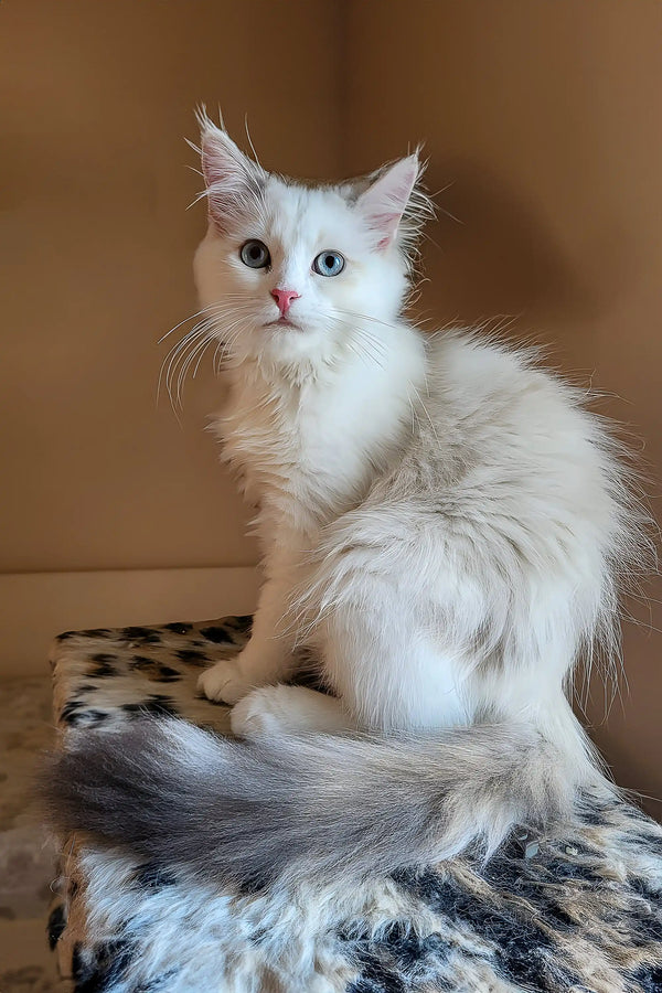 White fluffy Ularia Oraland Siberian Kitten with blue eyes and feathery tail