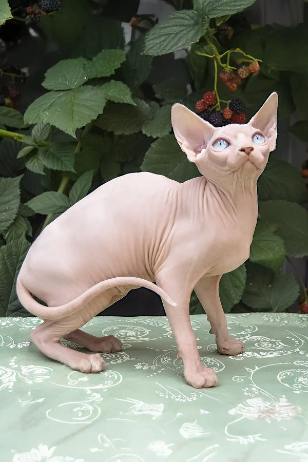Ulissa | canadian sphynx kitten
