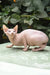 Ulissa | canadian sphynx kitten