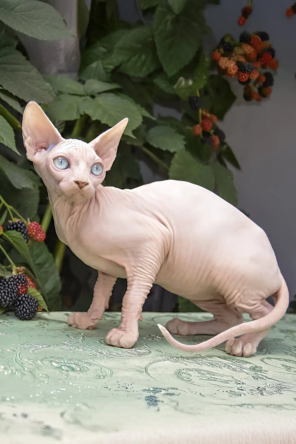 Ulissa | canadian sphynx kitten