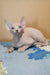 Ulissa | canadian sphynx kitten
