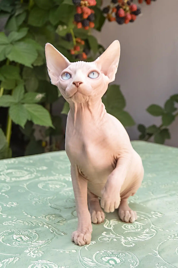 Ulissa | canadian sphynx kitten