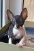 Ulita | cornish rex kitten