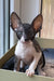 Ulita | cornish rex kitten