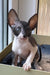 Ulita | cornish rex kitten