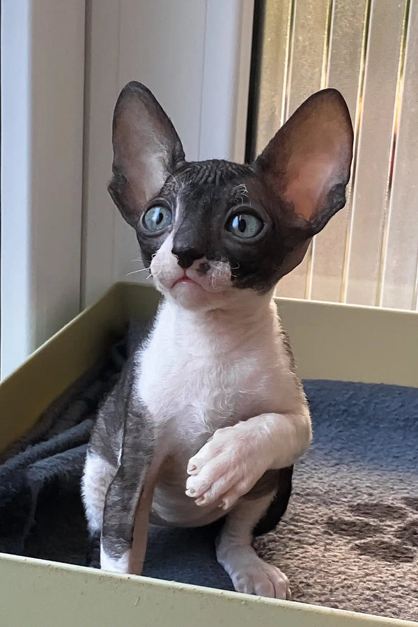 Ulita | cornish rex kitten