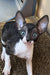 Ulita | cornish rex kitten