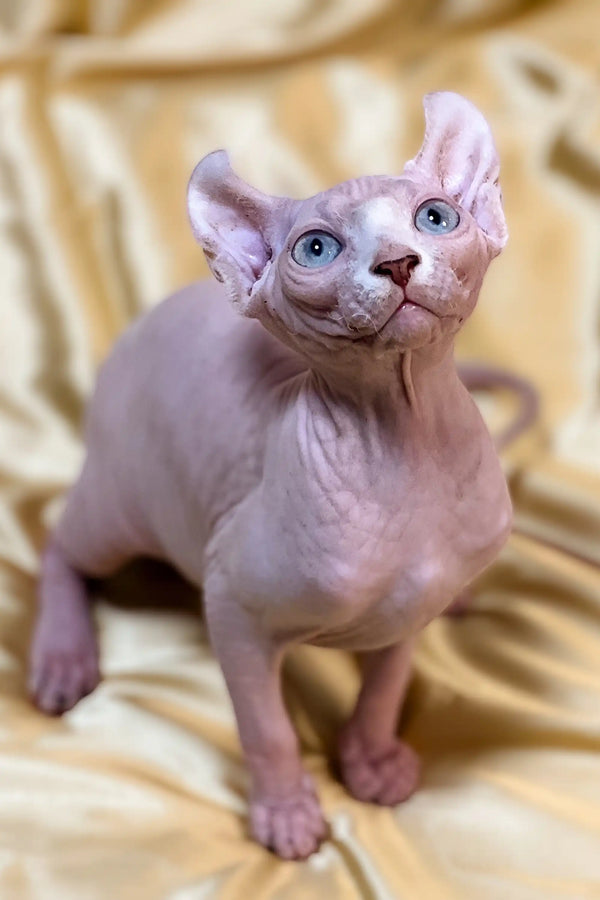 Adorable Hairless Sphynx elf kitten with big blue eyes and cute wrinkled skin
