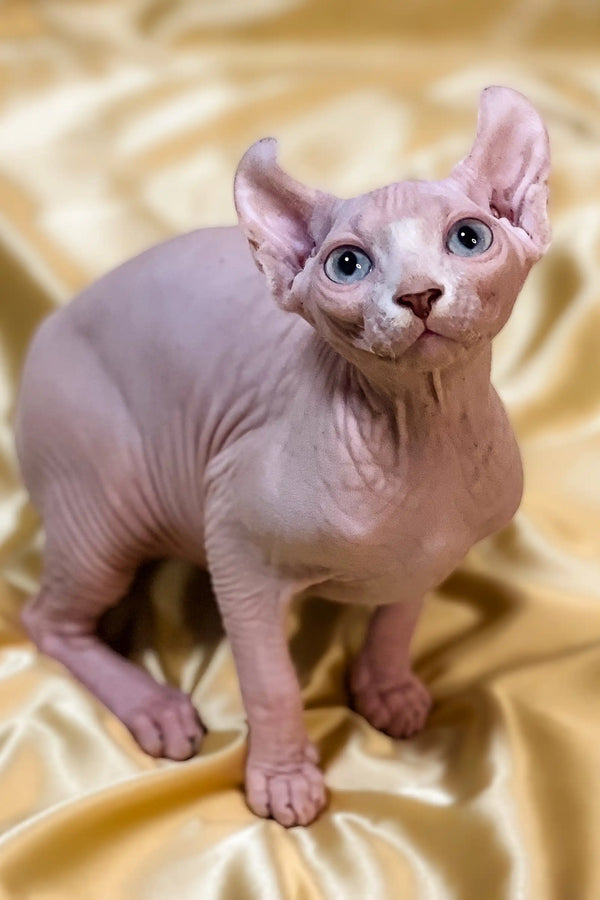 Hairless Sphynx cat with pink skin as an enchanting female elf kitten named Ulla