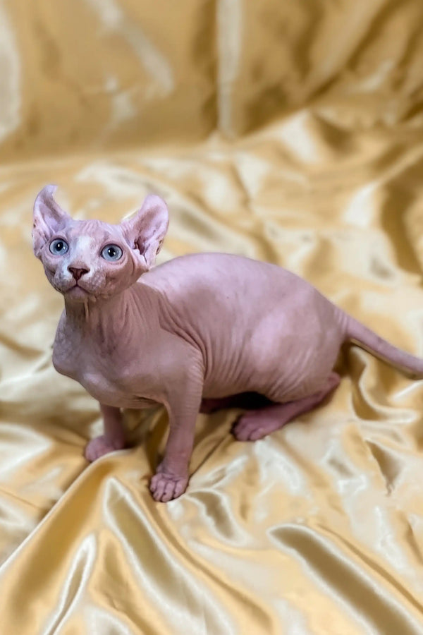 Hairless Elf Kitten with pale skin and big ears on golden fabric, adorable and enchanting