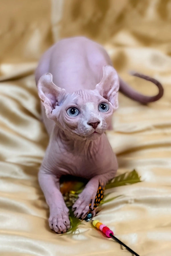 Adorable Hairless Sphynx elf kitten with large blue eyes and sweet pink wrinkles