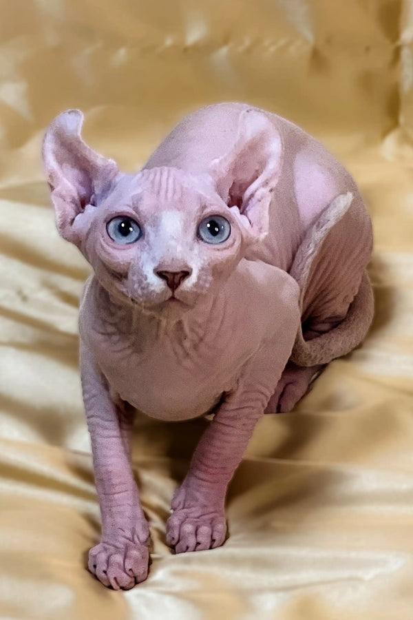 Hairless Elf Kitten with big blue eyes on golden fabric, a true enchanting female elf