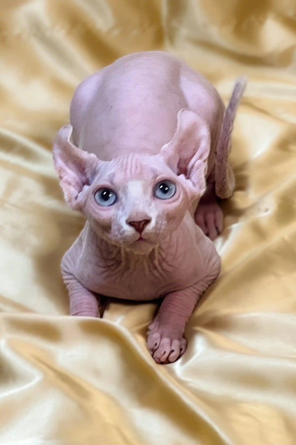 Adorable Hairless Sphynx Elf Kitten Ulla with big blue eyes and cute pink skin