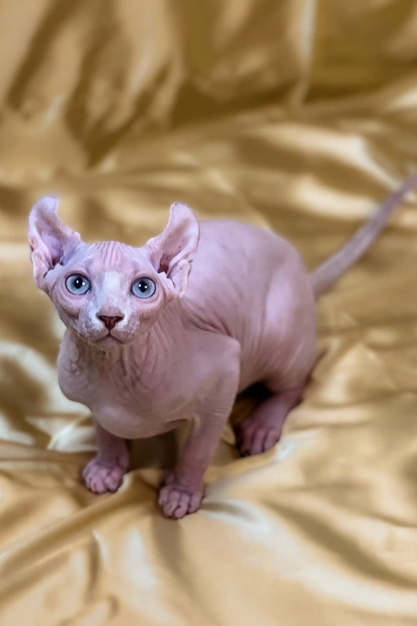Hairless female elf kitten with big ears and blue eyes on golden fabric