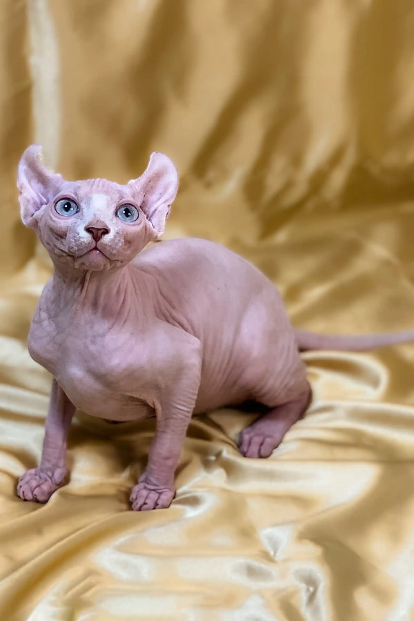 Hairless Elf Kitten with big ears and blue eyes on golden fabric, perfect for fans