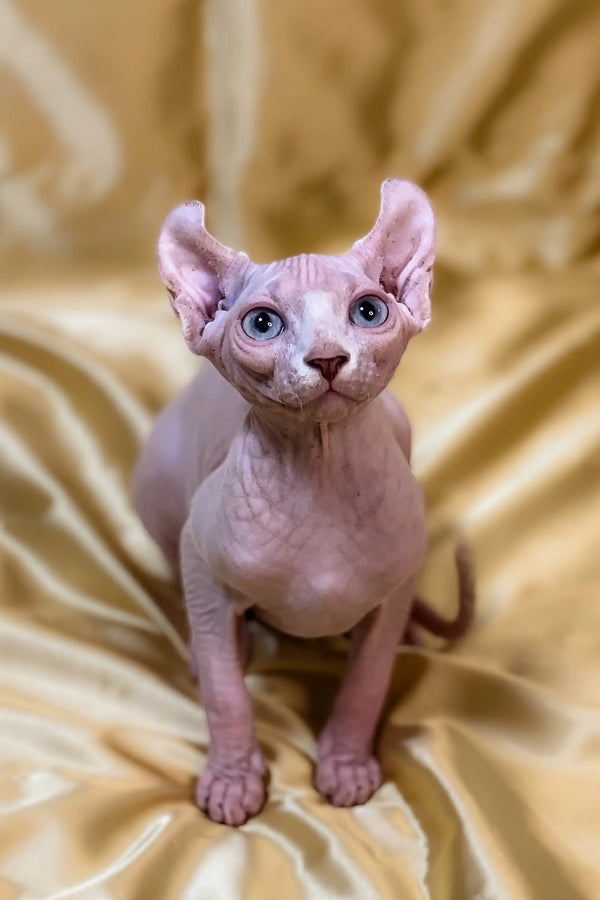 Hairless Sphynx cat with big blue eyes, perfect for your enchanting female elf kitten collection