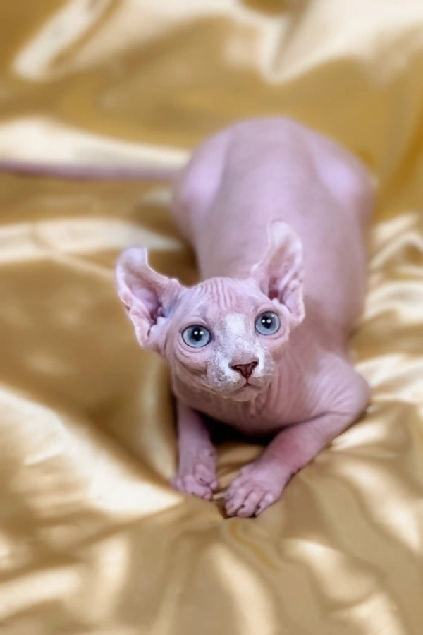 Hairless Elf Kitten with big blue eyes and wrinkled pink skin, ready to enchant you!